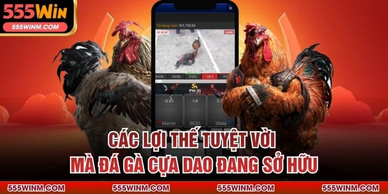 Các lợi thế tuyệt vời mà đá gà cựa dao đang sở hữu