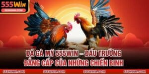 Đá Gà Mỹ 555win – Đấu Trường Đẳng Cấp Của Những Chiến Binh