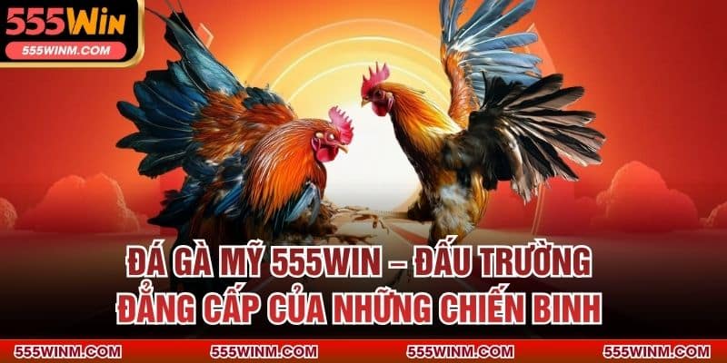 Đá Gà Mỹ 555win – Đấu Trường Đẳng Cấp Của Những Chiến Binh