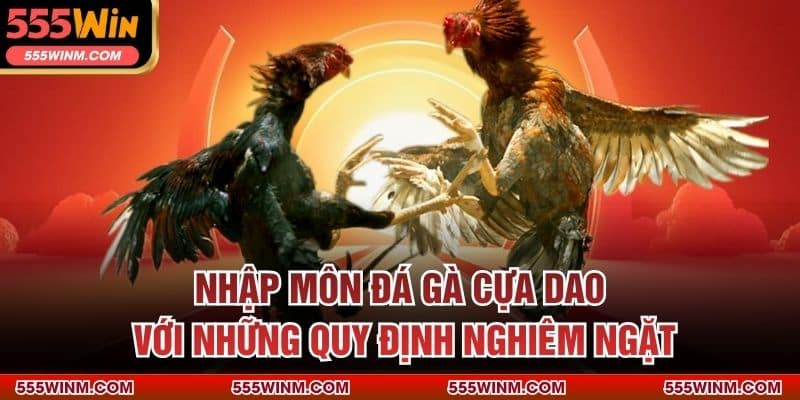 Nhập môn đá gà cựa dao với những quy định nghiêm ngặt